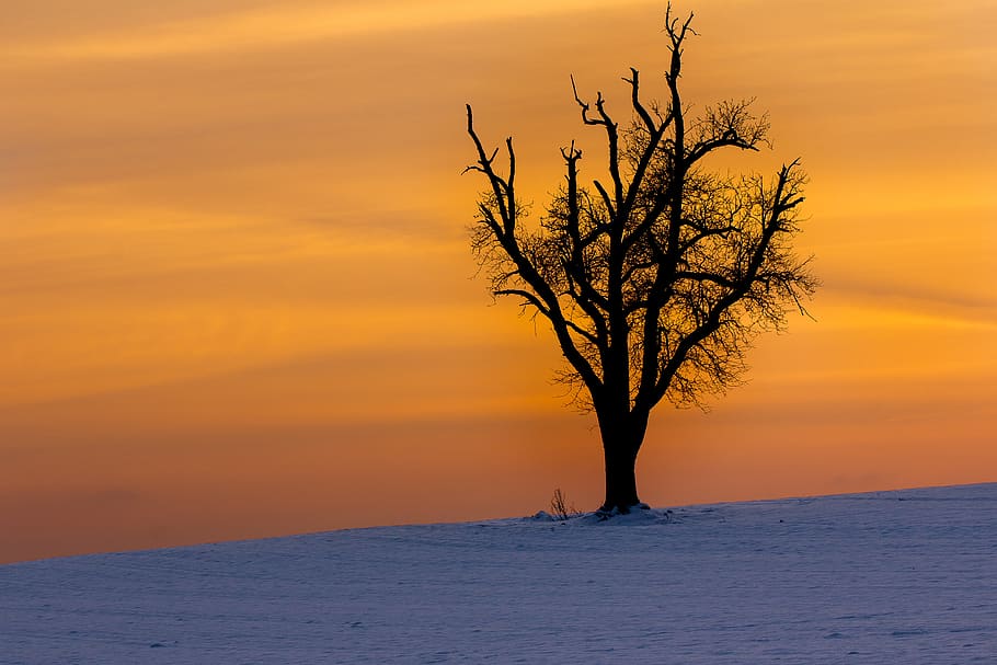 bare tree, sunset, beauty in nature, sky, orange color, tranquility HD wallpaper