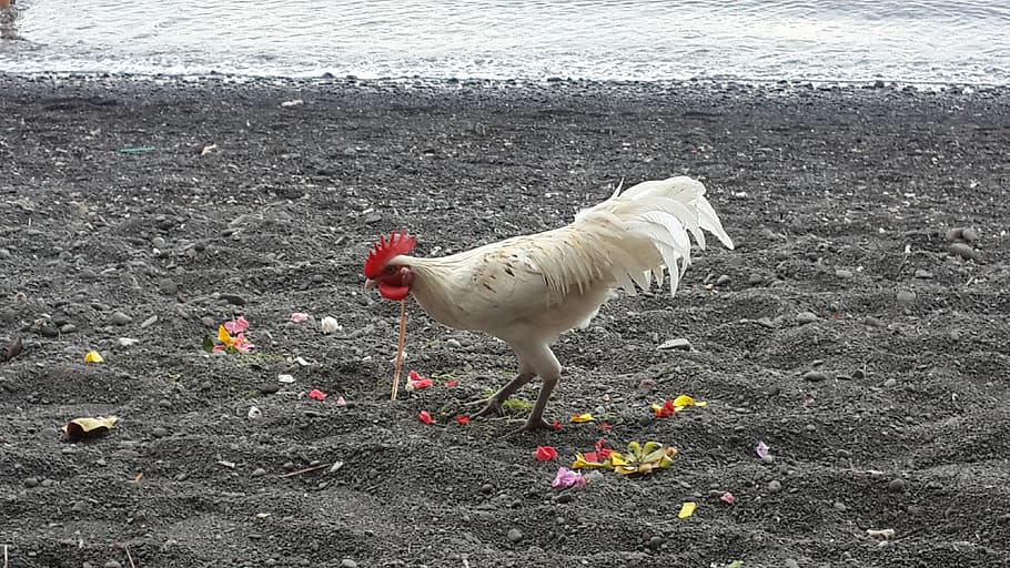 rooster, beach, bird, animal themes, vertebrate, one animal HD wallpaper