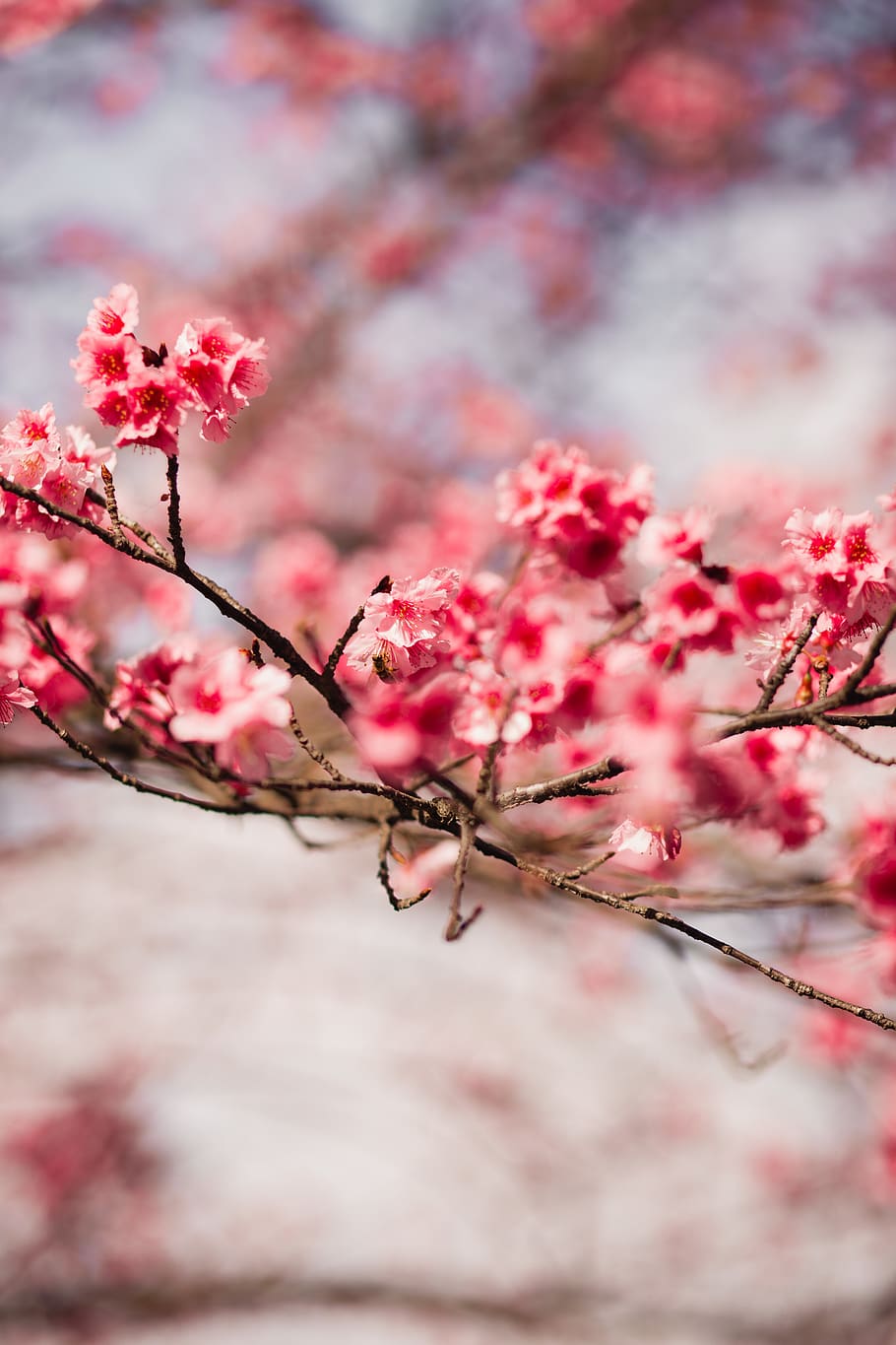 Shallow Focus Photography Of Cherry Blossom, bloom, branch, flora HD wallpaper