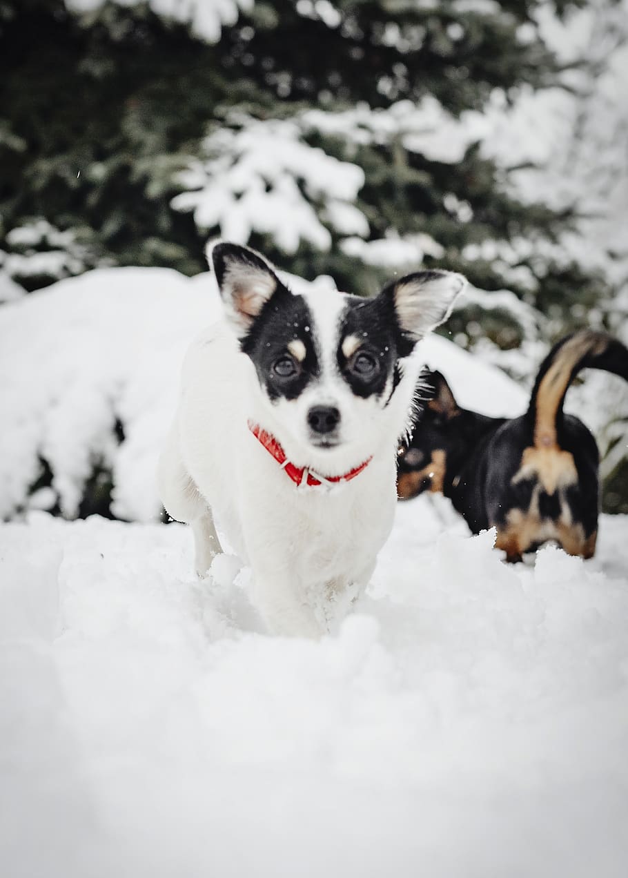 animal, backyard, branch, breed, canine, chihuahua, christmas HD wallpaper