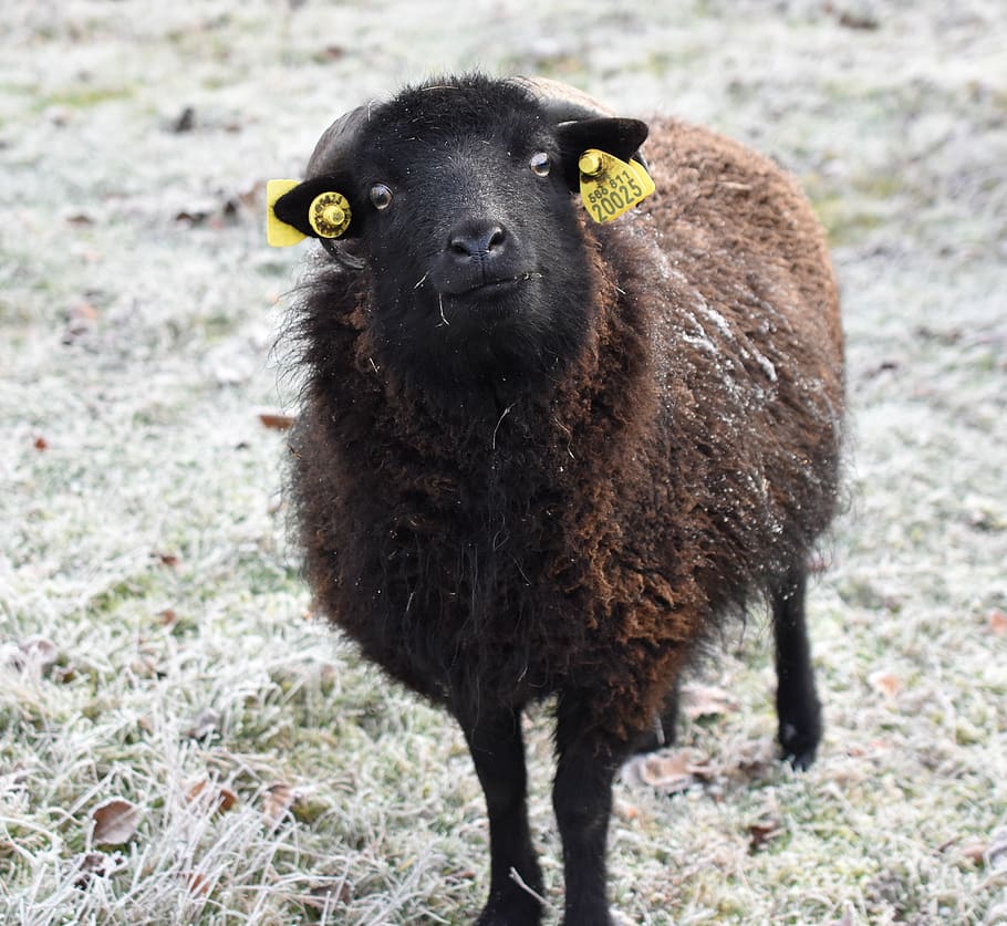sheep, black, wool, mammals, gel, winter, cold, fur, one animal HD wallpaper