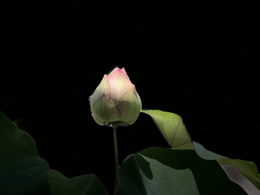 pink lotus, light, subtle, black, bud, a lotus, flower, flowering plant HD wallpaper