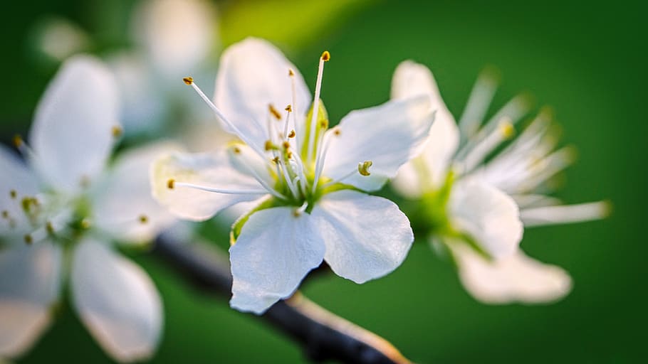 blossom, bloom, fruit tree, spring, nature, white, branch, flowering plant HD wallpaper