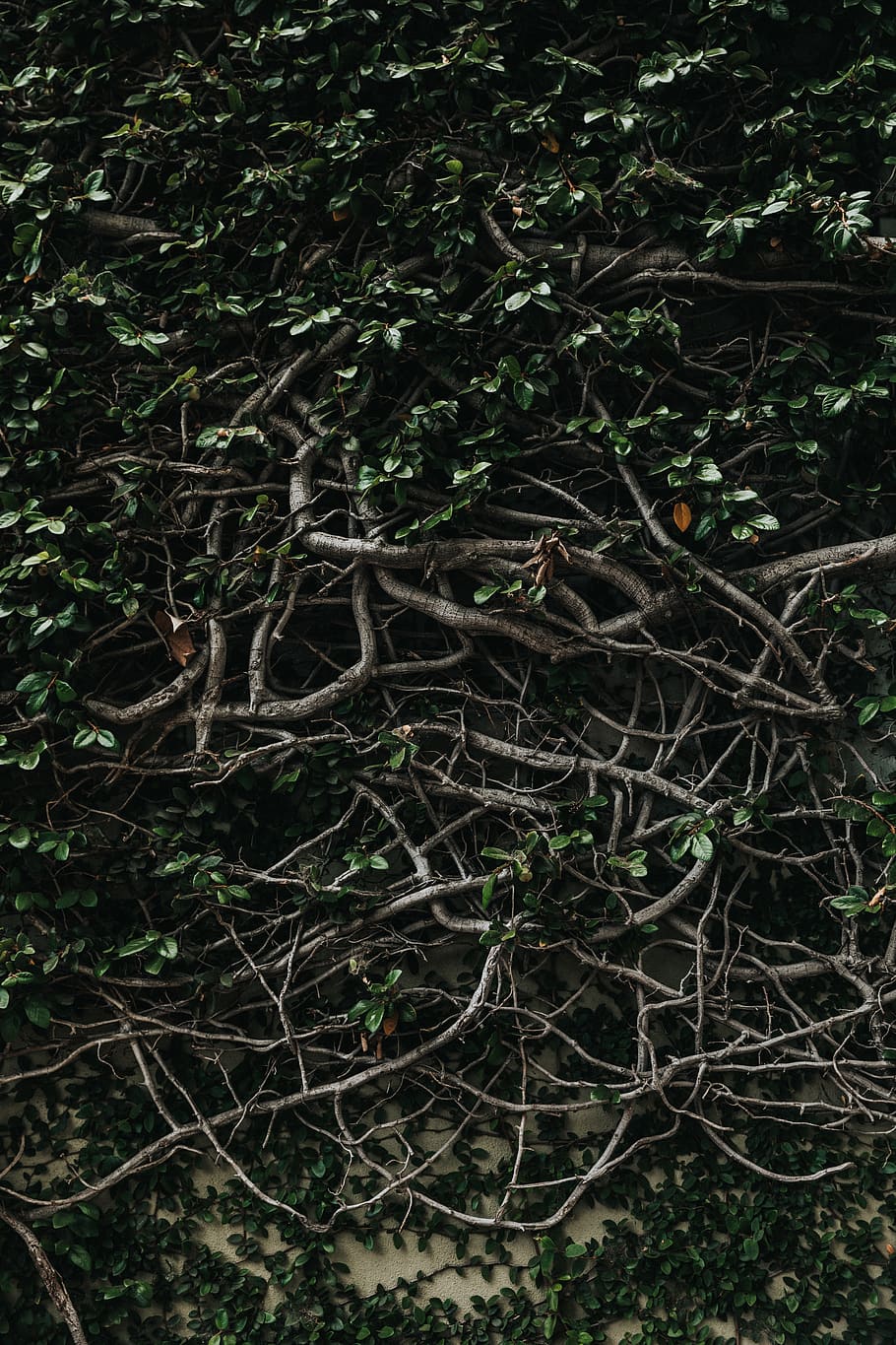green, plants, roots, vines, tree, land, forest, no people HD wallpaper