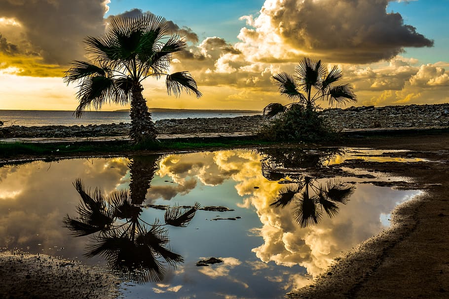 palm trees, sky, clouds, horizon, seashore, sunset, mirroring HD wallpaper