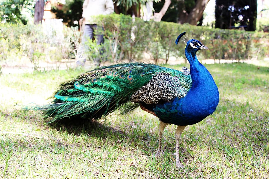 spain-birds-bird-peacocks.jpg