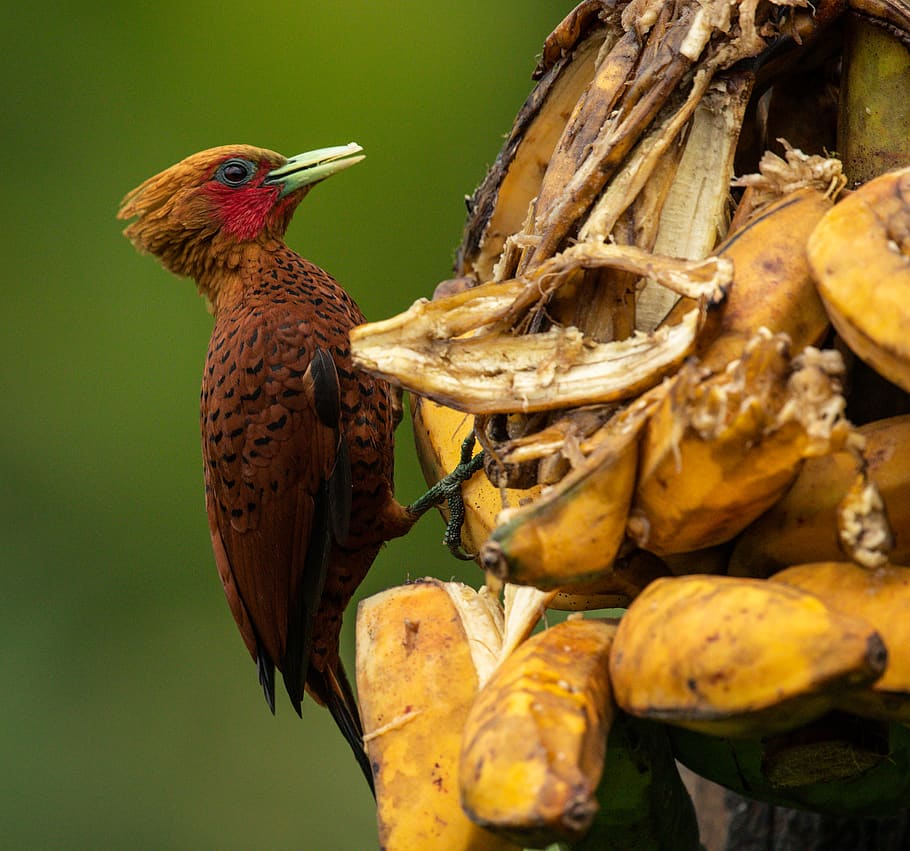brown bird, animal themes, one animal, animals in the wild, animal wildlife HD wallpaper