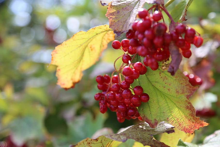 fruit, red, nature, plants, leaf, autumn leaves, healthy eating HD wallpaper