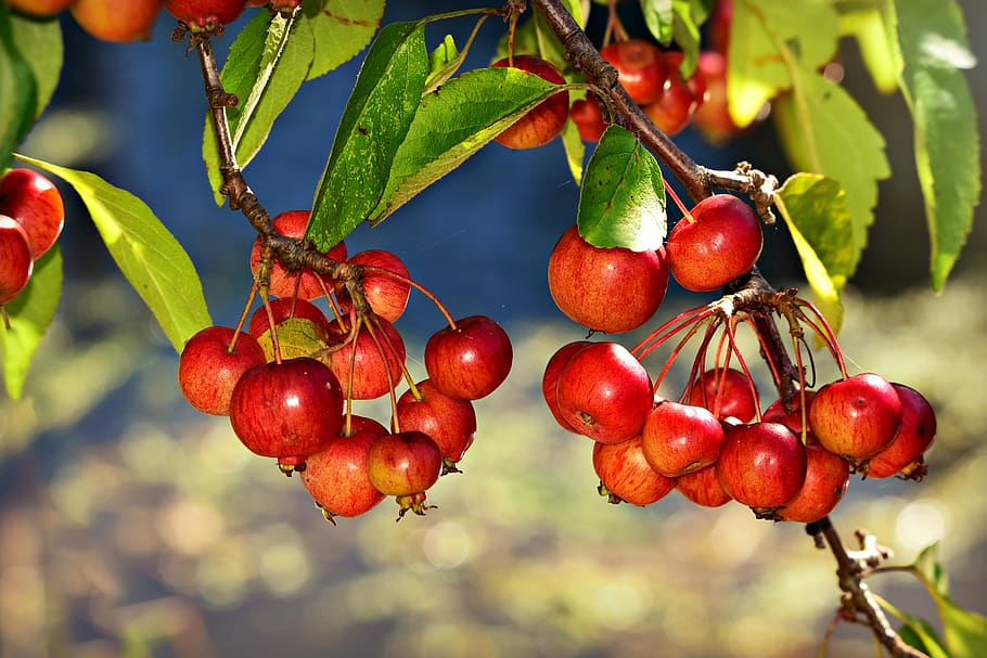 red chokebery, berry, fruit, shrub, jam, bird, kalff tuin, healthy eating HD wallpaper