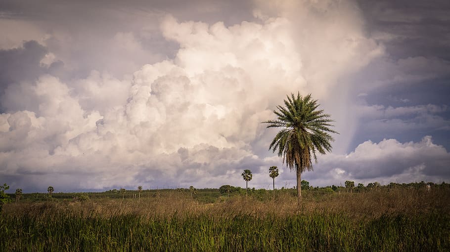 clouds, nature, tree, village, india, sky, cloud - sky, plant, HD wallpaper