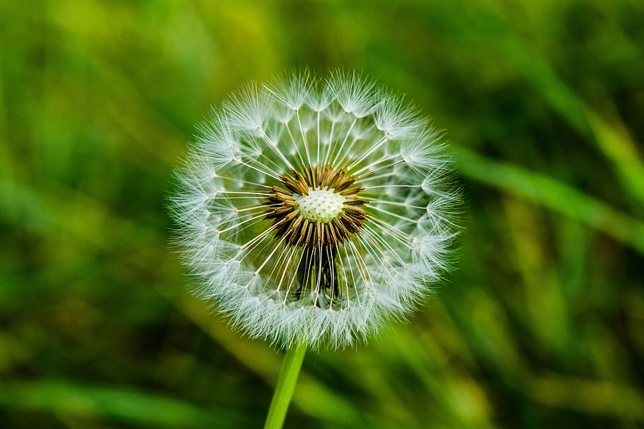 dandelion, foreground, spring, nature, flower, plant, freshness HD wallpaper