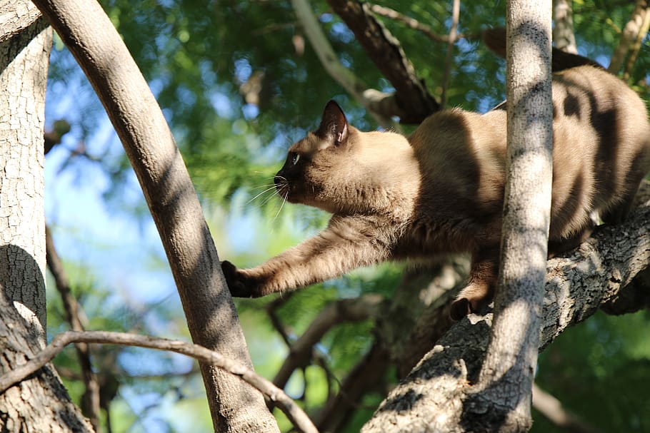 cat, siamese, tree, branches, leaves, sky, mammal, animal themes HD wallpaper