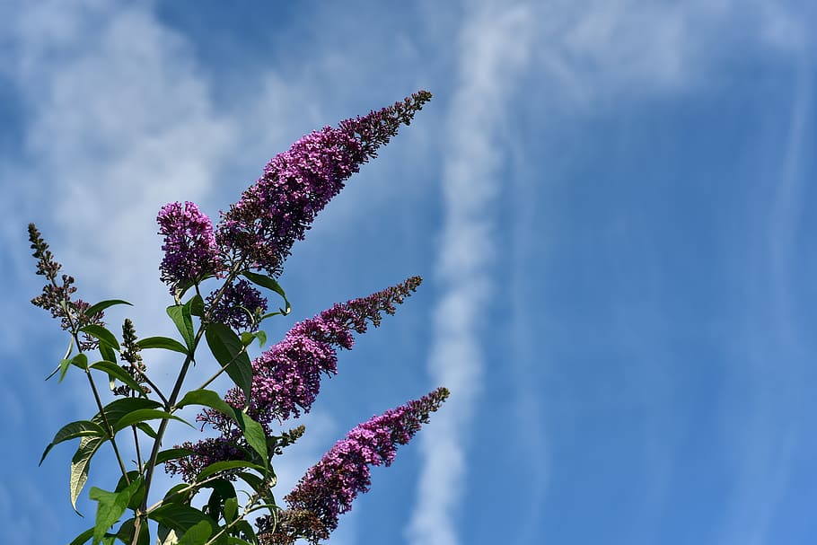 lilac, sky, clouds, blue, white, purple, green, flowers, summer lilac HD wallpaper