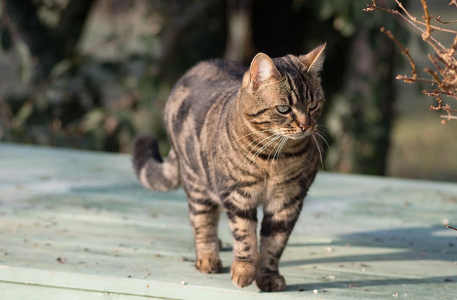 cat, tabby, green, animals, mammals, domestic, pets, domestic animals HD wallpaper