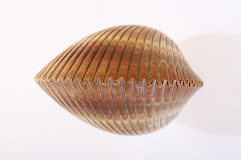 background, bone, close-up, closeup, coast, coastline, cockle-shell HD wallpaper