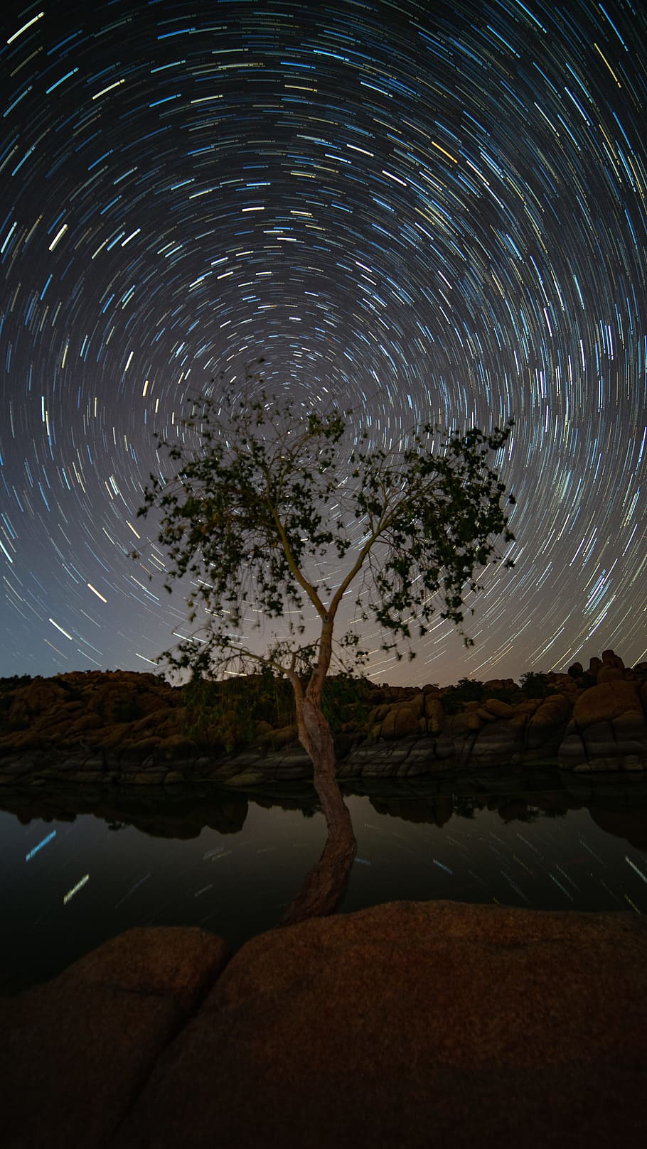 time lapse photography of tree, sky, star, long exposure, outdoors