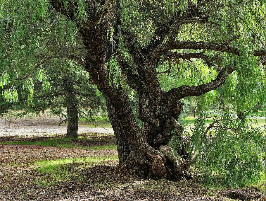 tree, plant, tree trunk, growth, land, nature, beauty in nature HD wallpaper