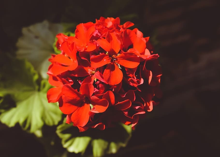 hydrangea, flower, red, blossom, garden, nature, flora, autumn HD wallpaper
