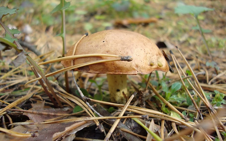 flora, fauna, macro, bokeh, mushroom, fungus, vegetable, land HD wallpaper