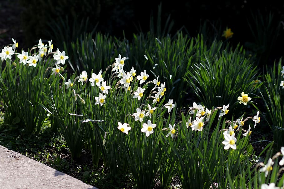 daffodil, white, flower, spring, supplies, nature, blooming HD wallpaper