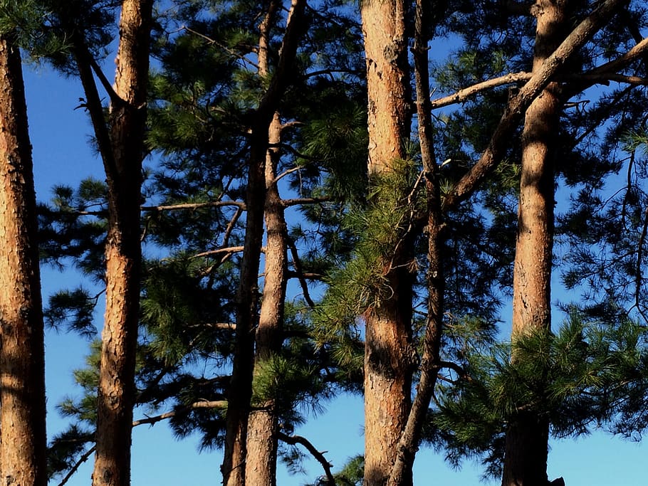 nature, pine tree, forest, trees, plant, tree trunk, growth HD wallpaper