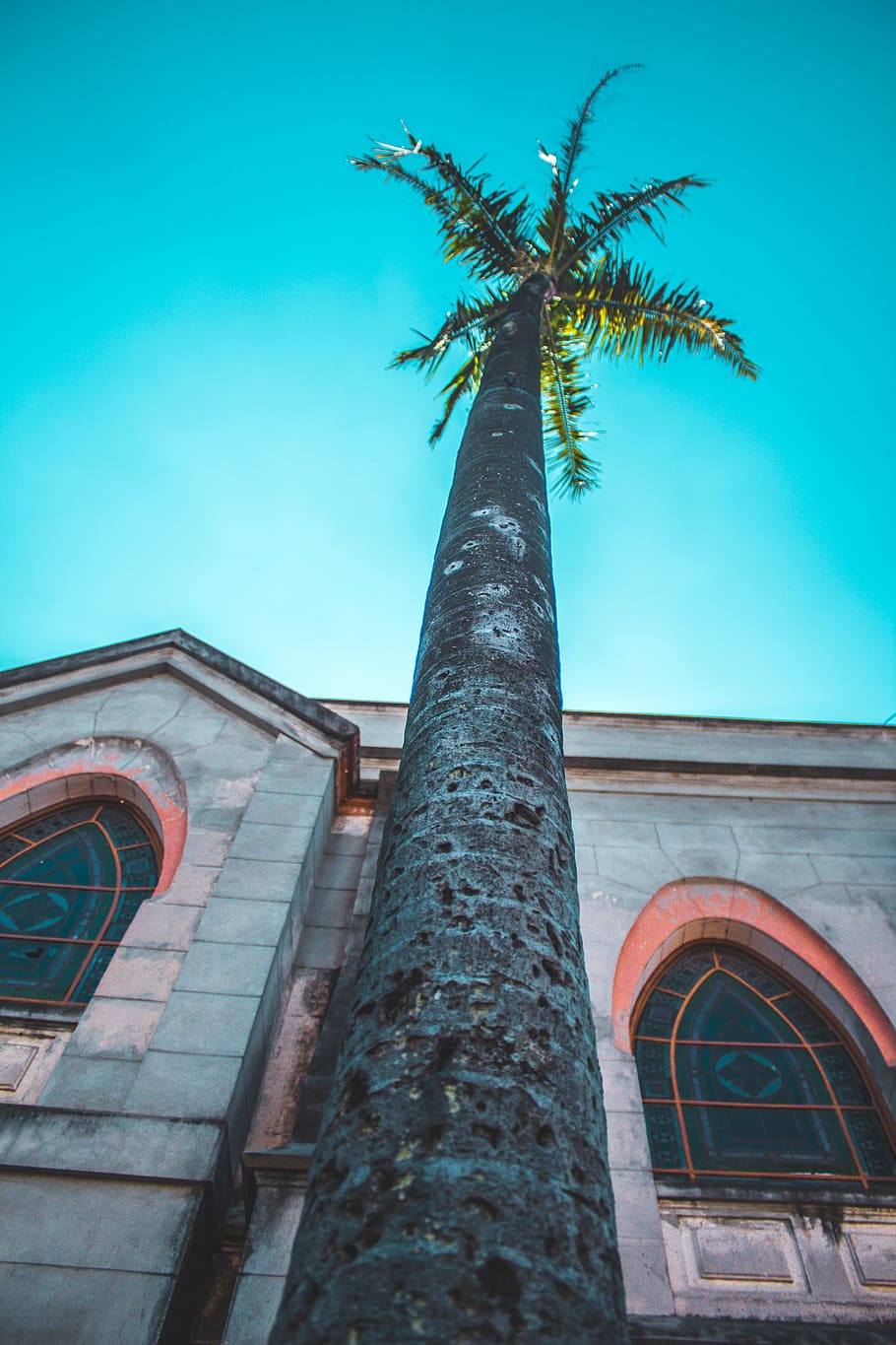 Green Coconut Tree, architecture, building, clouds, daylight HD wallpaper