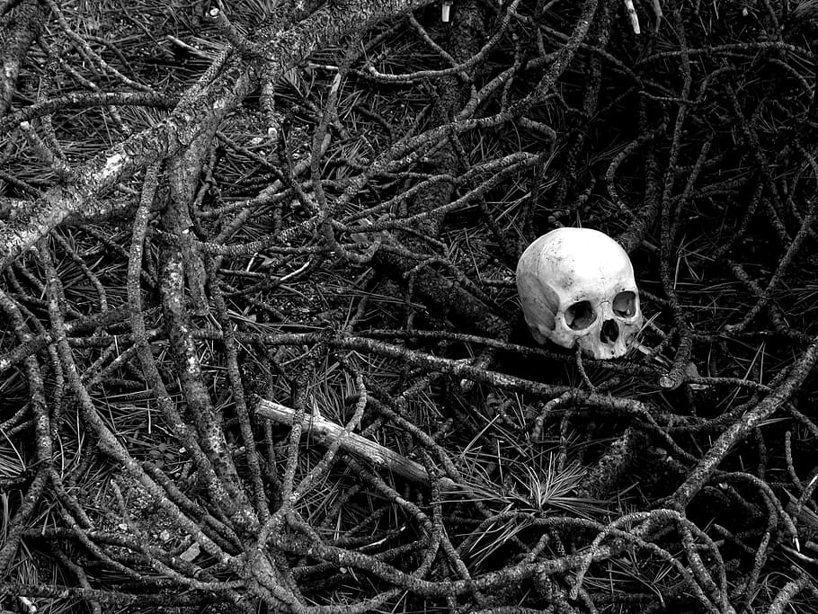 skull, human, human skull, death, tree, branch, branches, forest, HD wallpaper