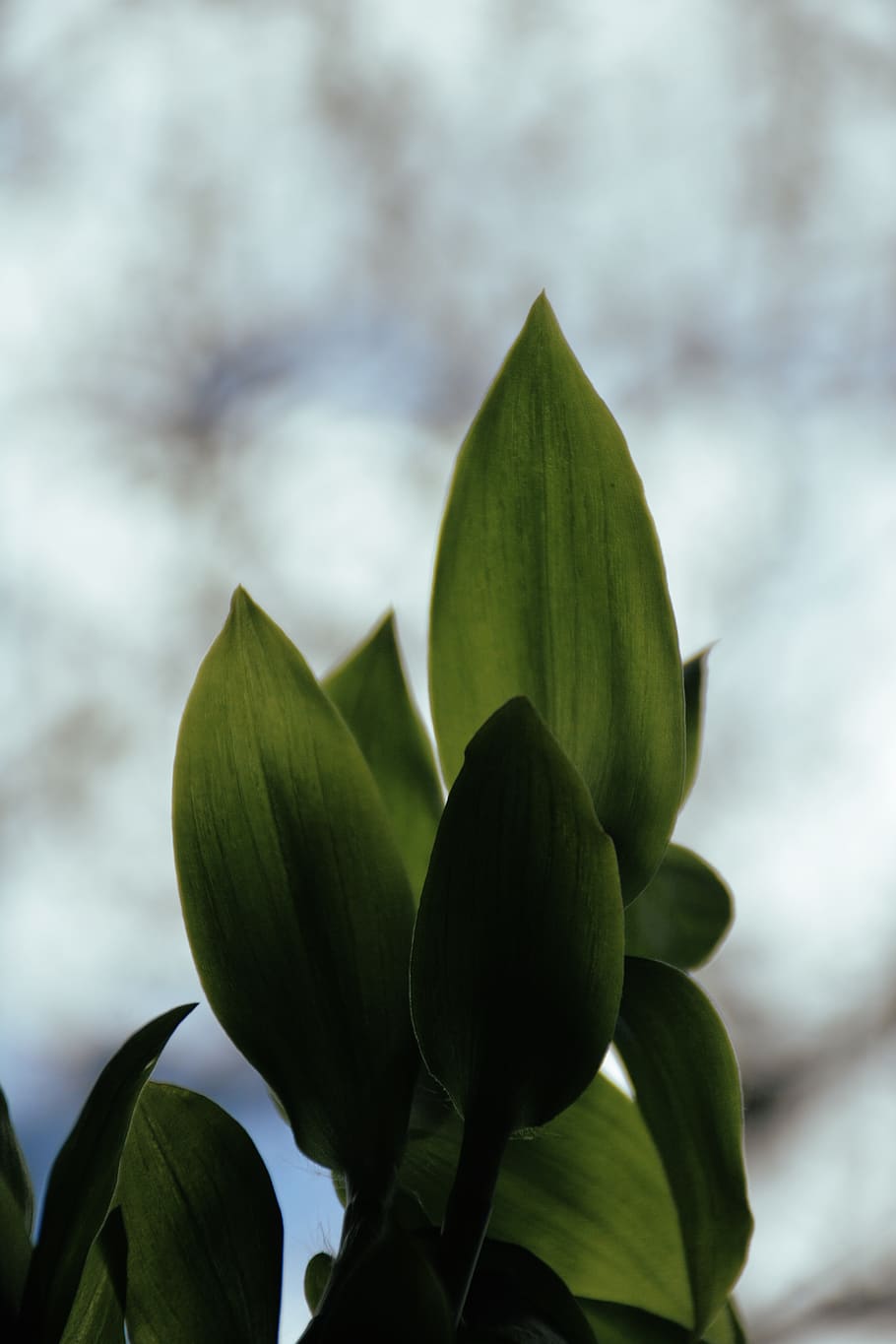 HD wallpaper: sprout, flower, bud, blossom, petal, green, plant, leaf