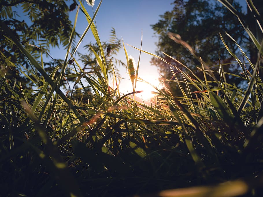 Grass Near Trees, close-up, dark, dawn, environment, flora, garden HD wallpaper