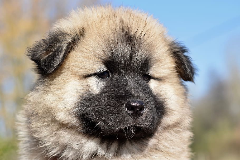 dog, dog eurasier pongo, eurasier male, pup, puppy, doggy, cute, HD wallpaper