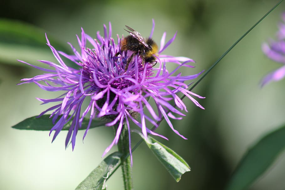bee, flower, pink, nature, pollen, pollination, honey, purple HD wallpaper