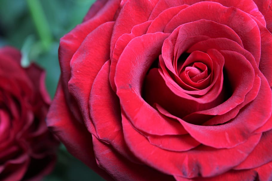 red rose, bloem, feeling, roze, roos, beauty, petals, bright, HD wallpaper
