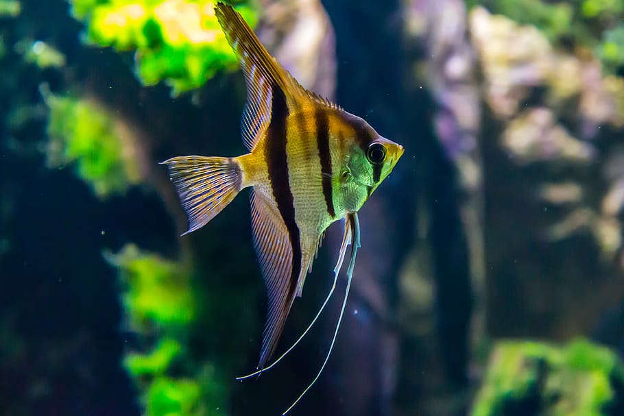 Macro Shot Photography of Yellow and Black Fish, animal, aquarium