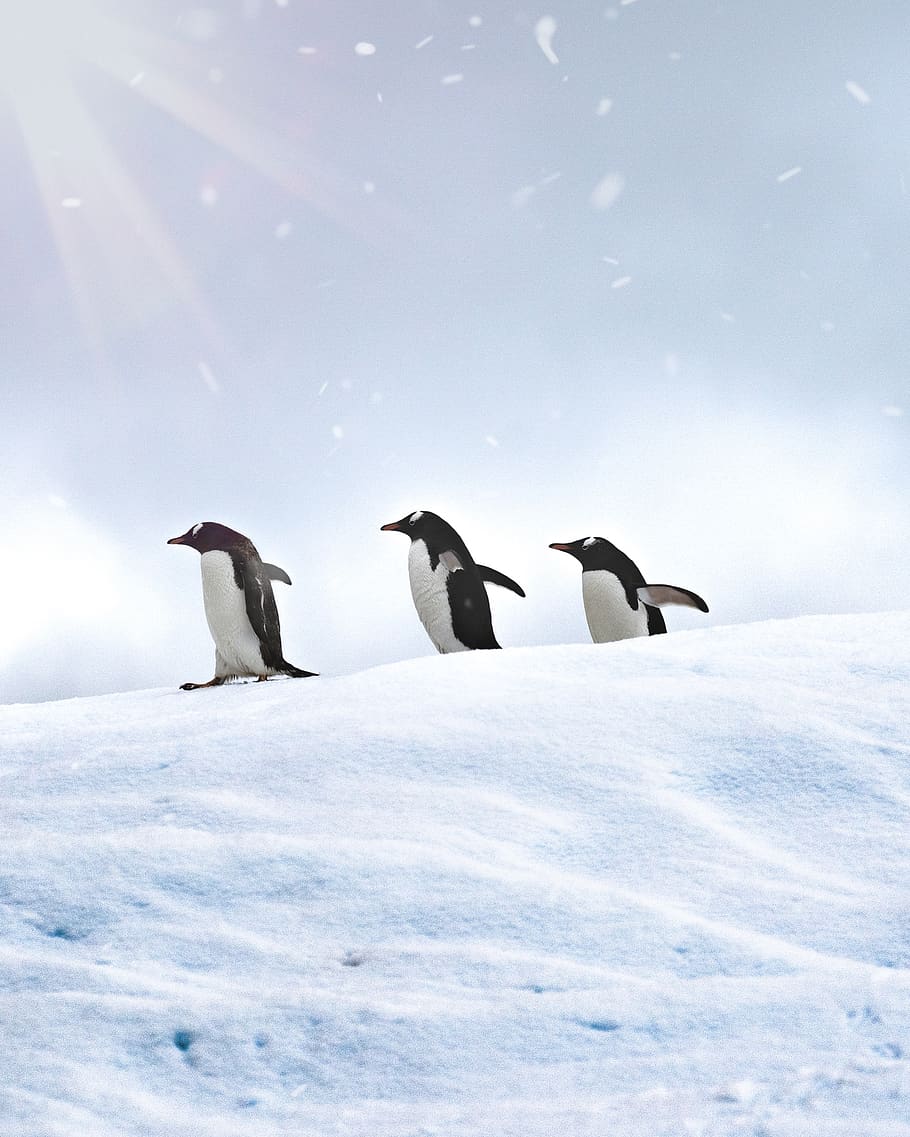 three penguins across blue sky, snow, cold temperature, winter HD wallpaper
