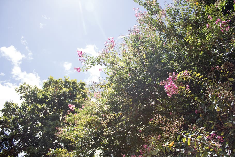 green, nature, tree, trees, leaf, leaves, flowers, purple, greenery HD wallpaper