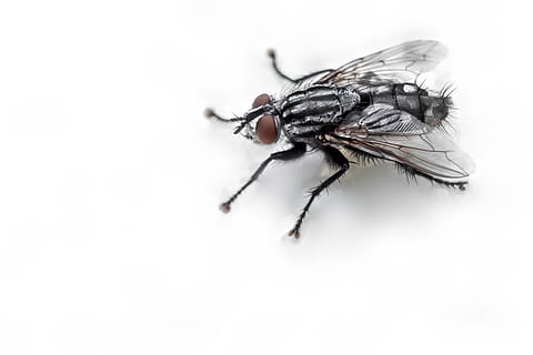 fly, insect, macro, nature, outdoor, animal, greece, hornet HD wallpaper