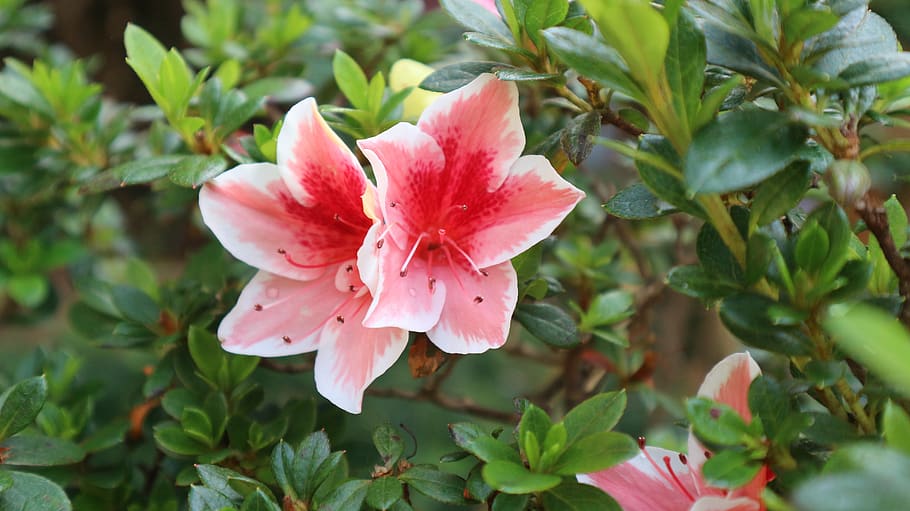 flower, natural, pink, plant, flowering plant, beauty in nature HD wallpaper