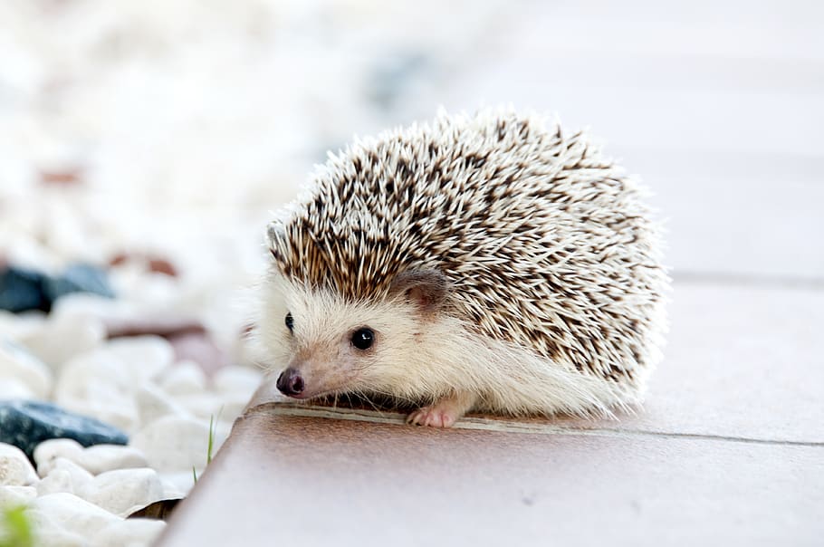 HD wallpaper: Shallow Photo of Hedgehog, animal, cute, spikes, animal  wildlife | Wallpaper Flare