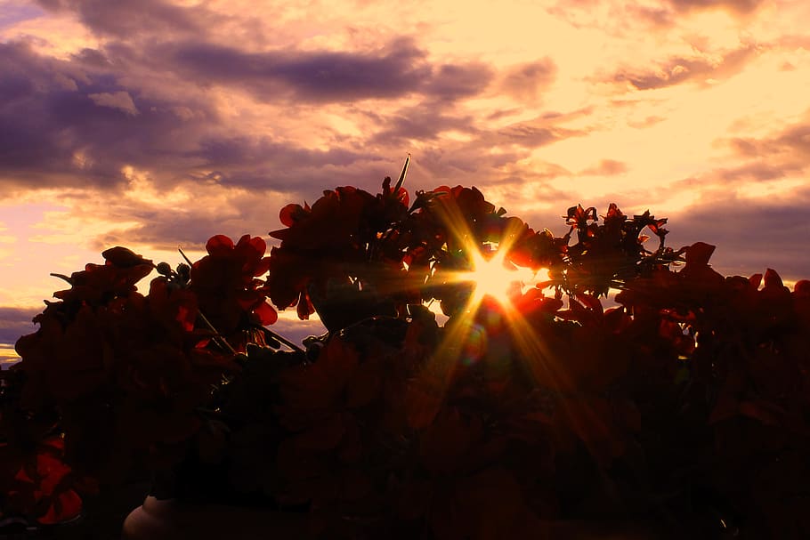 flare, light, leaf, plant, sunlight, austria, leutschach, sky HD wallpaper