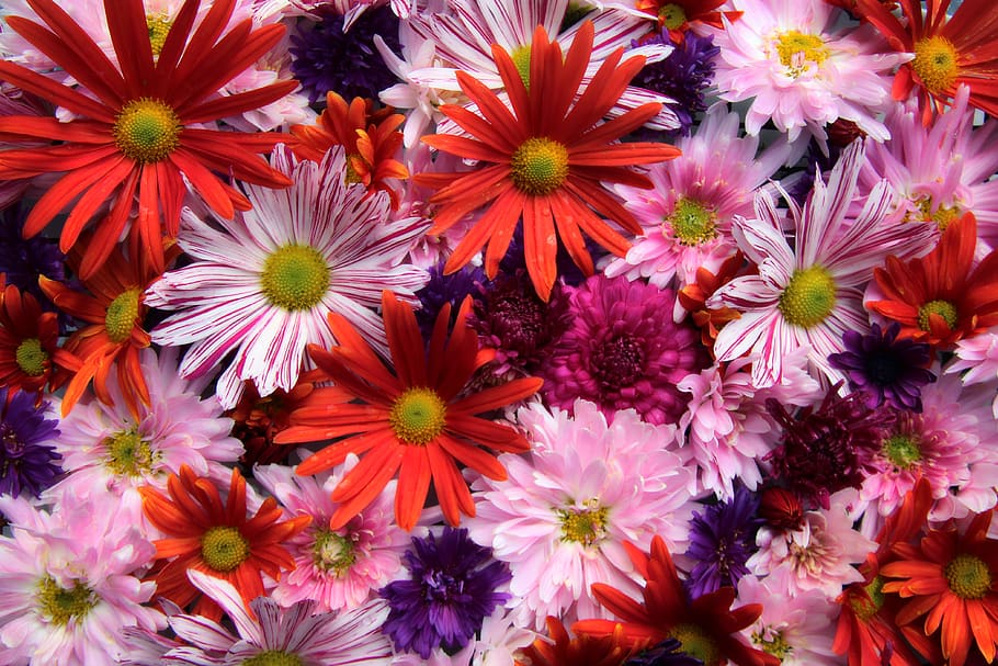 asters, flowers, summer, flora, colorful, plant, birthday, get well soon HD wallpaper