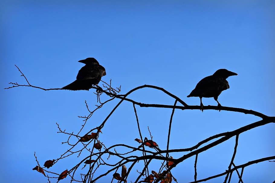 crow, bird, animal, corvus, branch, sitting, intelligent, smart HD wallpaper