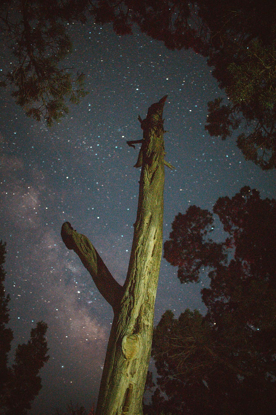brown tree trunk during night time, sky, star, long exposure HD wallpaper