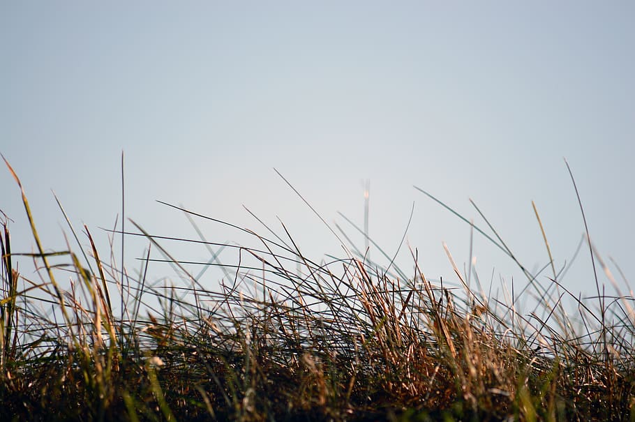 grass, green, nature, landscape, close up, mood, blur, atmospheric HD wallpaper