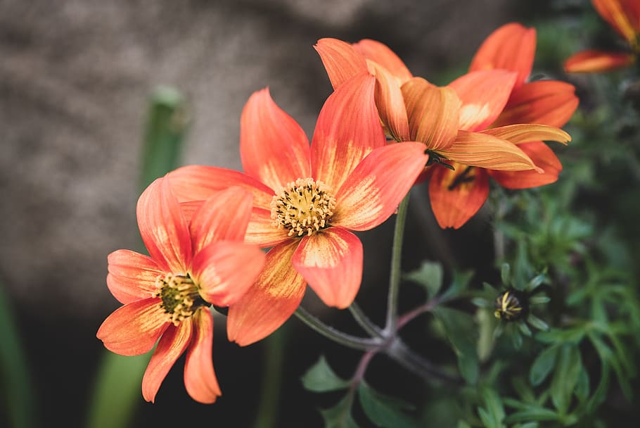 flowers, orange, garden, spring, in the garden, spring flowers HD wallpaper