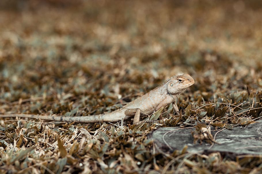 iguana-animal-top-cool.jpg