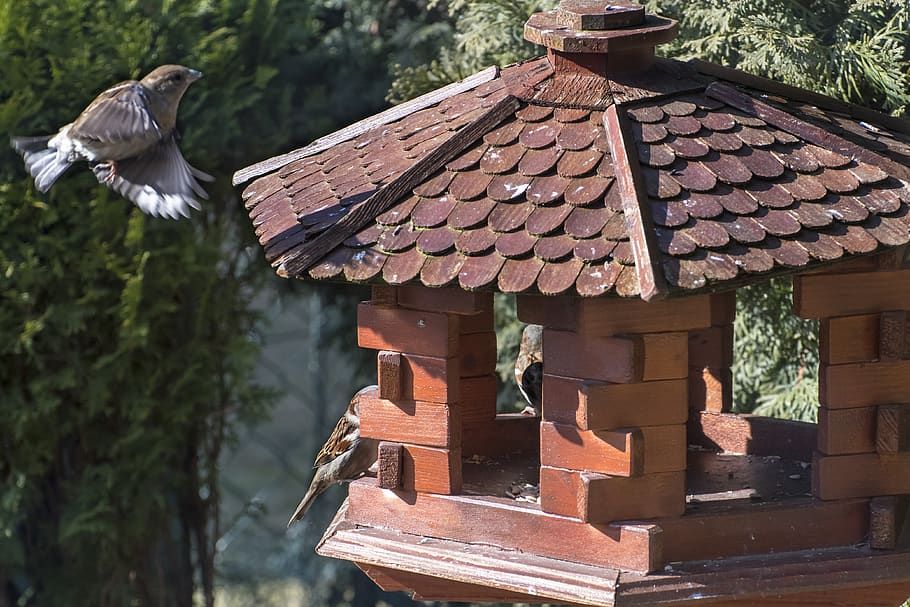 sparrows, bird, nature, feeder, telephone, animal, feeding HD wallpaper
