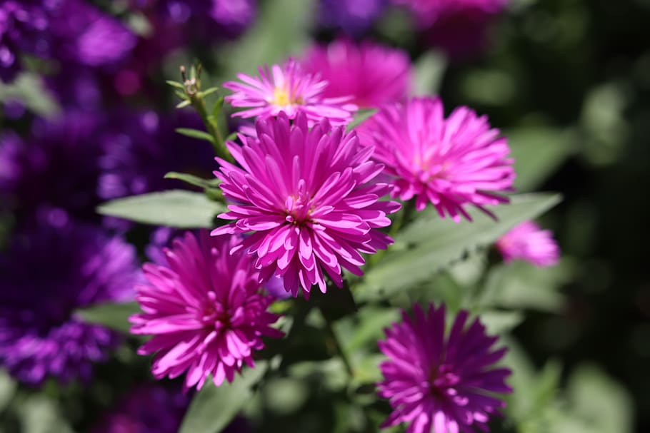 chrysanthemum, flowers, flowering plant, freshness, vulnerability HD wallpaper