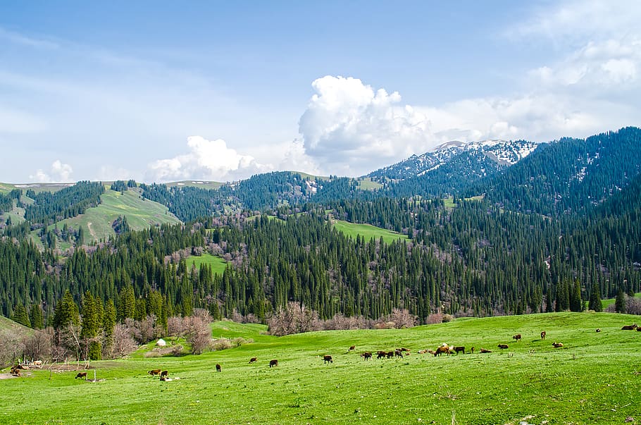 trees, cloud, winter, spring, grap, forest, gree, cloud - sky HD wallpaper