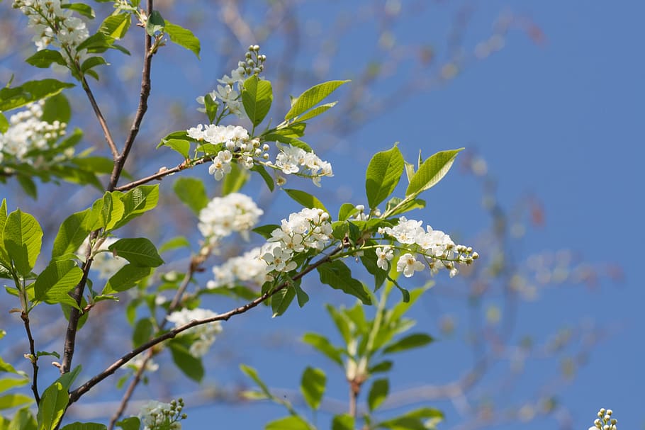beautiful, blossom, bright, bunch, closeup, detail, flora, floral HD wallpaper
