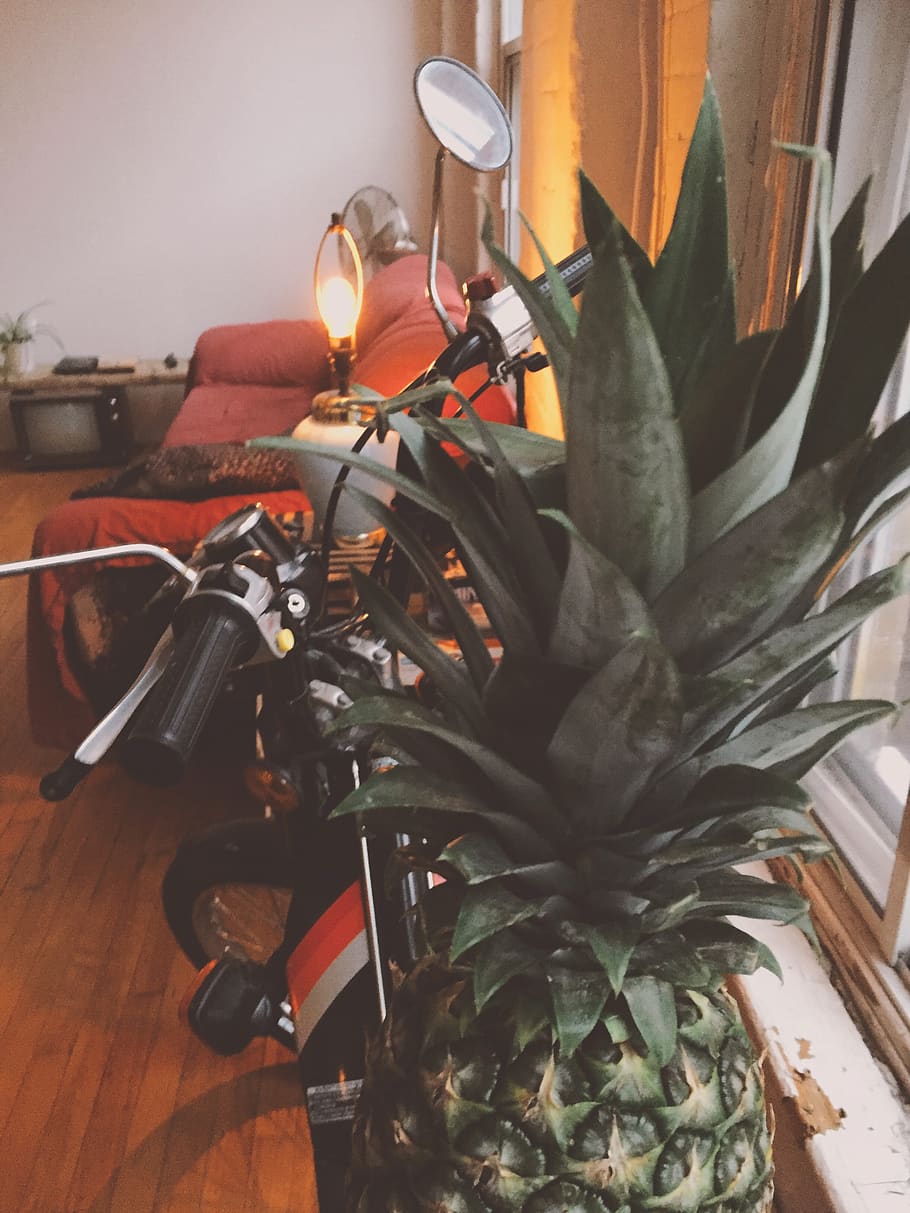 canada, montréal, 371 rue dowd, pineapple, scooter, plant, HD wallpaper